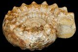 Huge, Jurassic Ammonite (Kranosphinctites?) Fossil - Madagascar #175782-4